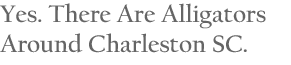 Yes. There Are Alligators Around Charleston SC.