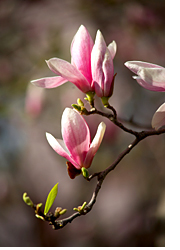 Magnolia Blossoms in Charleston, South Carolina