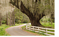 TreeCovered in Moss - Charleston County, SC